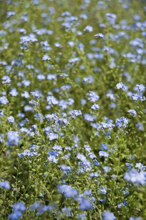 Flowerの写真素材