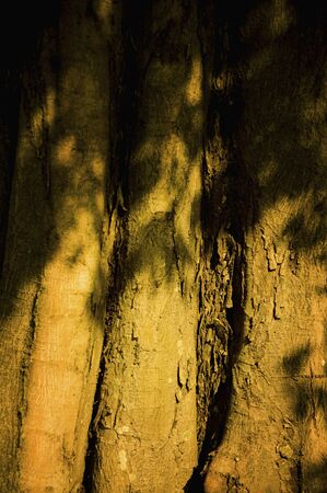 Trees