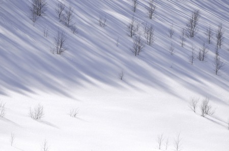 Snow scene