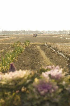 Chinese cabbage fieldの写真素材