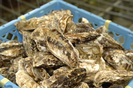 Oysters