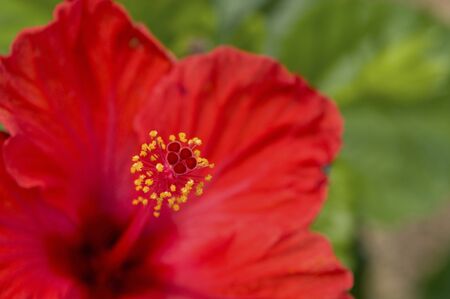Hibiscus flowers