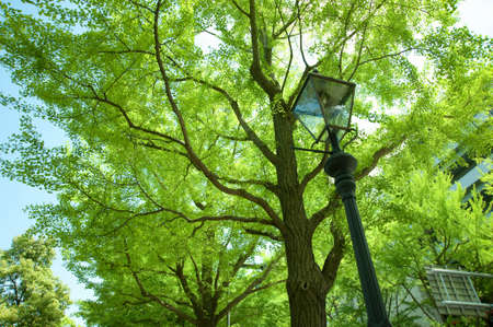 Fresh green and streetlightsの写真素材