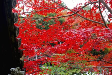 Foliage of the hasedera Temple