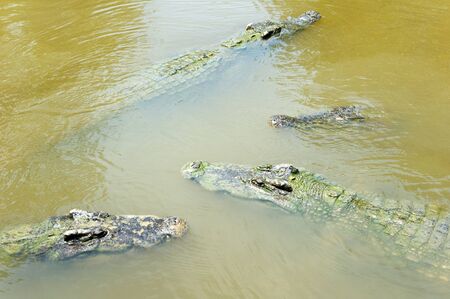 Crocodileの写真素材