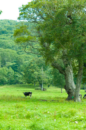 Flat plateau of Kayaの写真素材