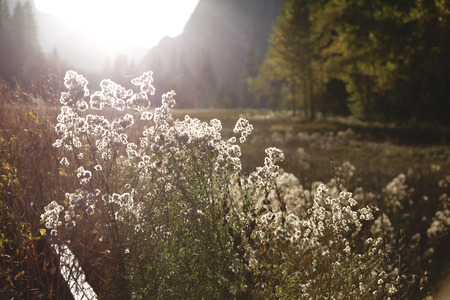 Plant swaying in the fall of El Cap Meadowの写真素材