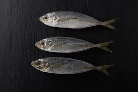 Horse mackerel