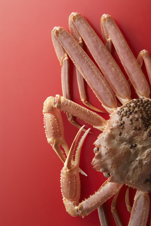Snow crabの写真素材