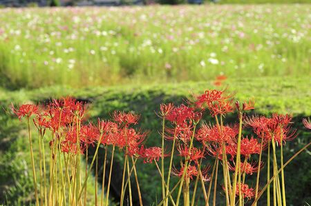 Amaryllis and cosmosの写真素材