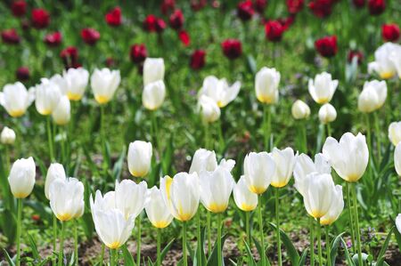 Tulipの写真素材