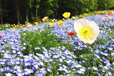 Poppy and nemophilaの写真素材