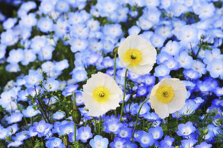 Poppy and nemophilaの写真素材