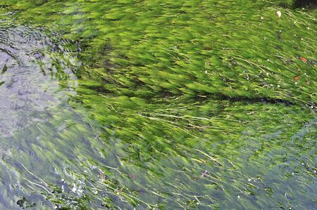 waterweed flowing