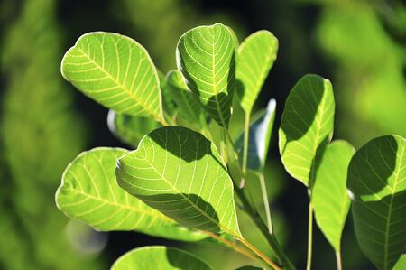 Young leaves to take a day
