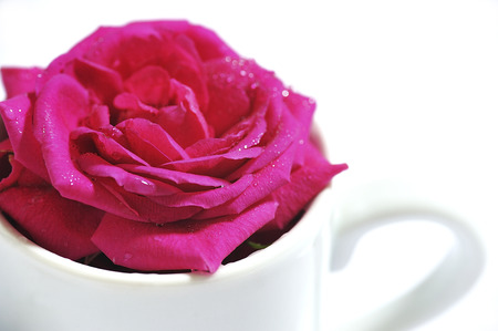 Red rosesの写真素材