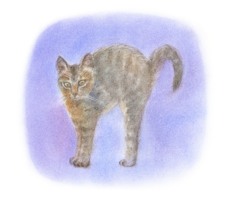 Cat to the Noviの写真素材