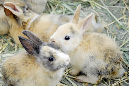 Rabbitの写真素材