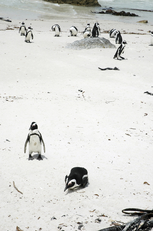 Penguinの写真素材