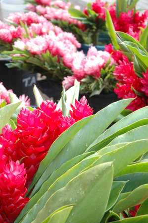 Tropical flowerの写真素材