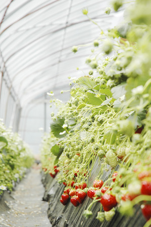 Strawberry patchの写真素材