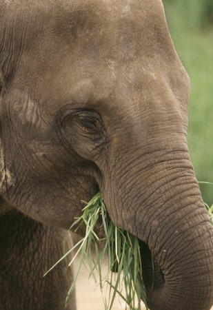 The Indian elephantの写真素材