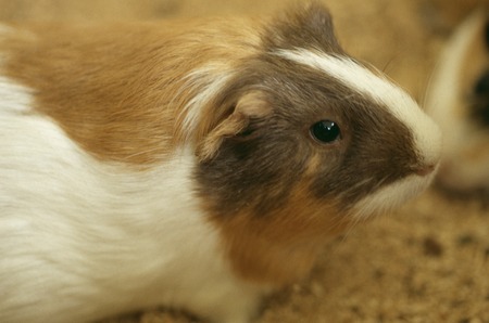 Guinea pig