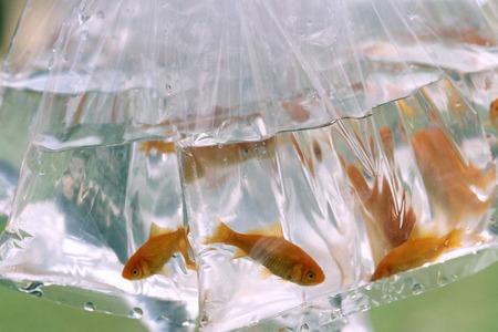 Goldfishの写真素材