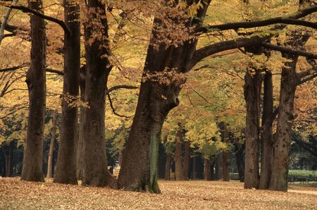 Parkの写真素材