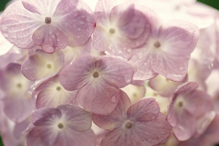 Hydrangeaの写真素材