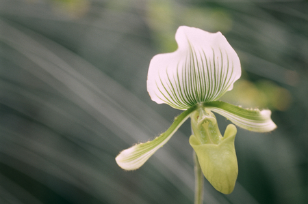 Paphiopedilumの写真素材