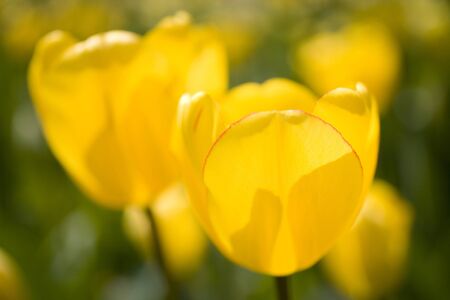 Tulipの写真素材