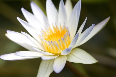 Tropical water lilies