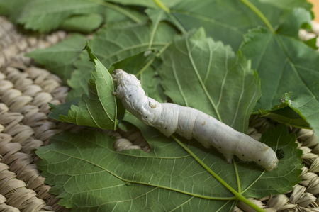 Silkwormの写真素材