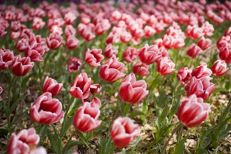 Tulipの写真素材