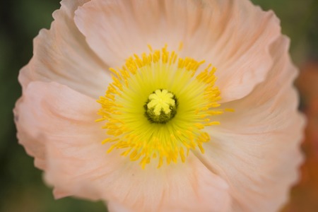 Poppyの写真素材