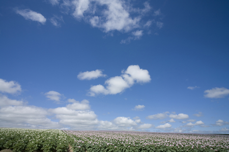 Blooming potato Hillの写真素材