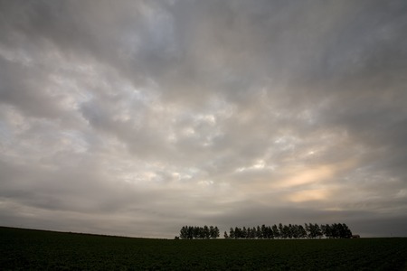 Standing trees and clouds of the morning glowの写真素材