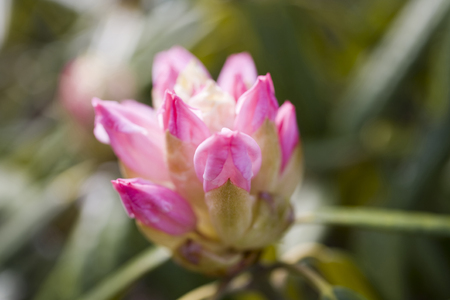 Bud of rhododendronの写真素材