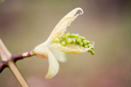 Bud mapleの写真素材