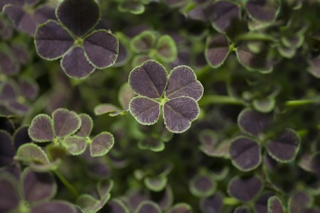 Fourleaf cloverの写真素材