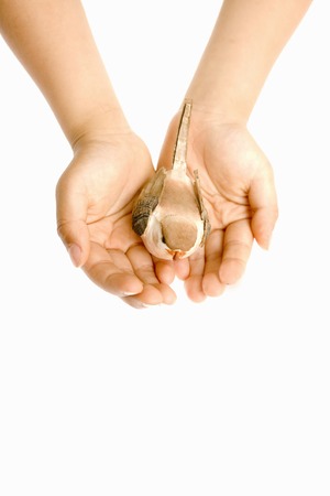 Children's handsの写真素材