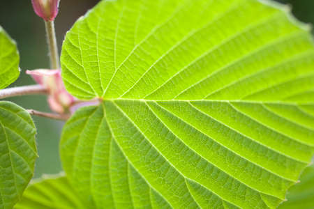 Hyuugamizki Wakabaの写真素材