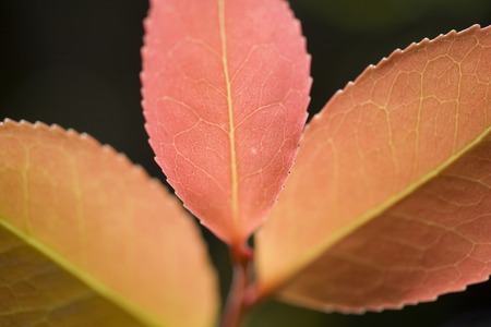 Sprout of camelliaの写真素材