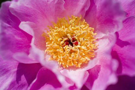 Paeonia lactifloraの写真素材
