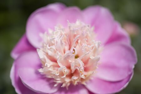 Paeonia lactiflora