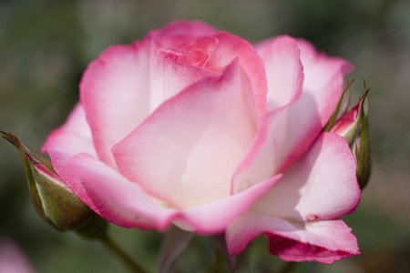 Roseの写真素材