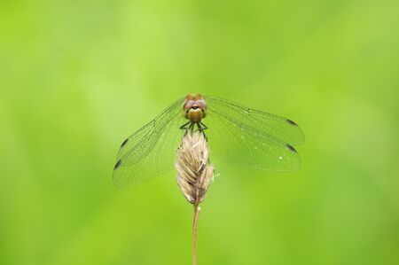 Red dragonflyの写真素材