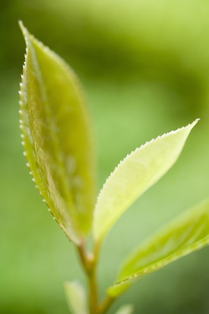 Young leaves of Camellia