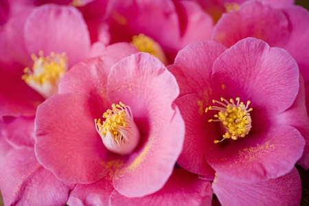 Image of Camelliaの写真素材